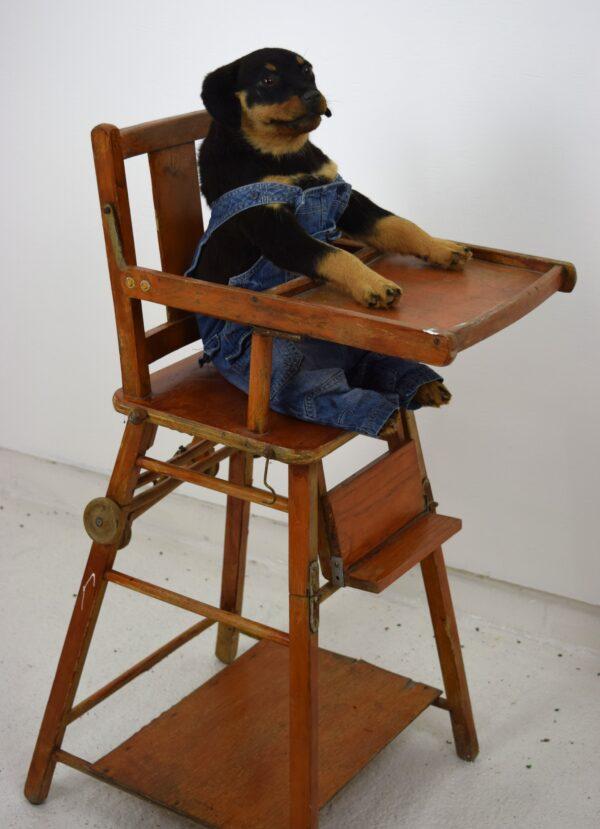 Taxidermy Puppy Rottweiler - Image 8