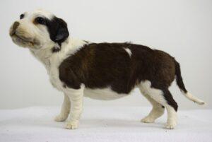 Taxidermy Puppy St. Bernard