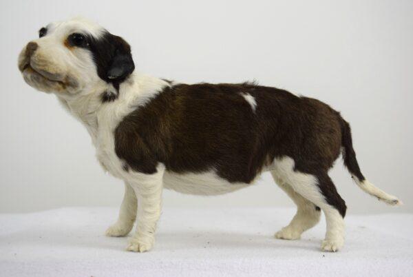 Taxidermy Puppy St. Bernard