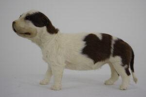 Taxidermy Puppy St. Bernard