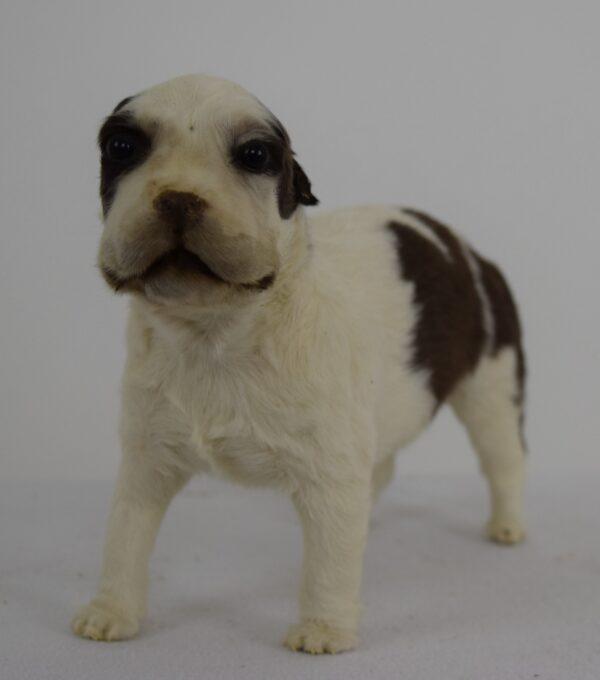 Taxidermy Puppy St. Bernard - Image 2