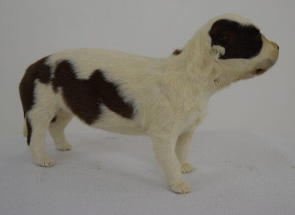 Taxidermy Puppy St. Bernard - Image 3