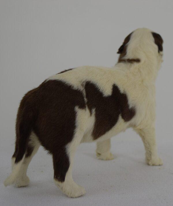 Taxidermy Puppy St. Bernard - Image 4