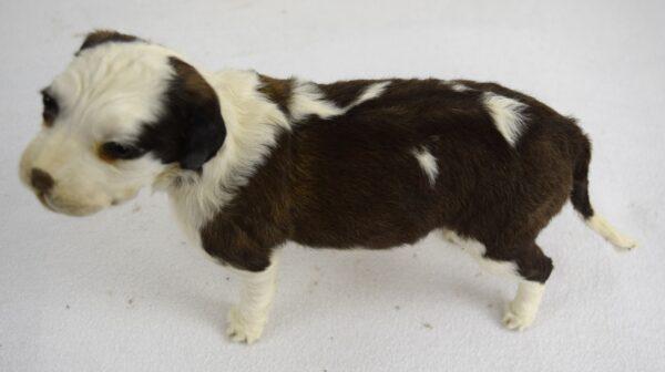 Taxidermy Puppy St. Bernard - Image 2