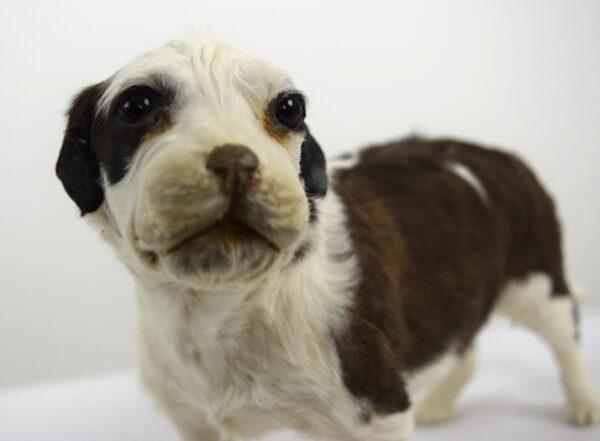 Taxidermy Puppy St. Bernard - Image 3