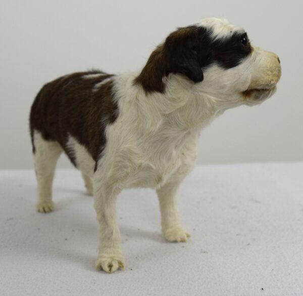 Taxidermy Puppy St. Bernard - Image 4