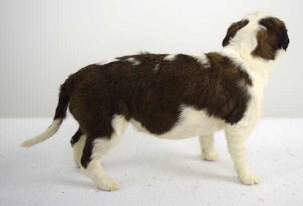 Taxidermy Puppy St. Bernard - Image 5