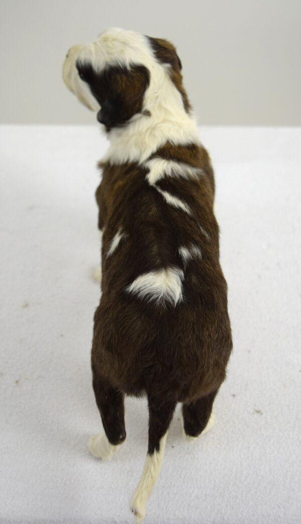 Taxidermy Puppy St. Bernard - Image 6