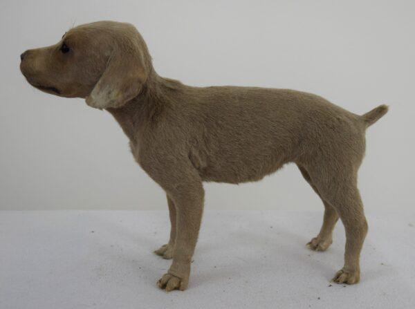 Taxidermy Puppy Weimaraner