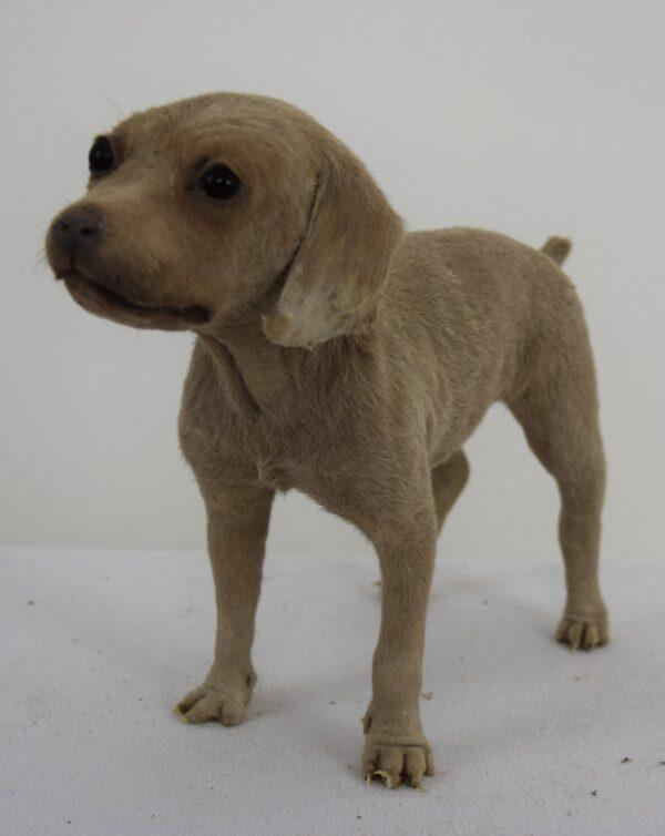 Taxidermy Puppy Weimaraner - Image 2