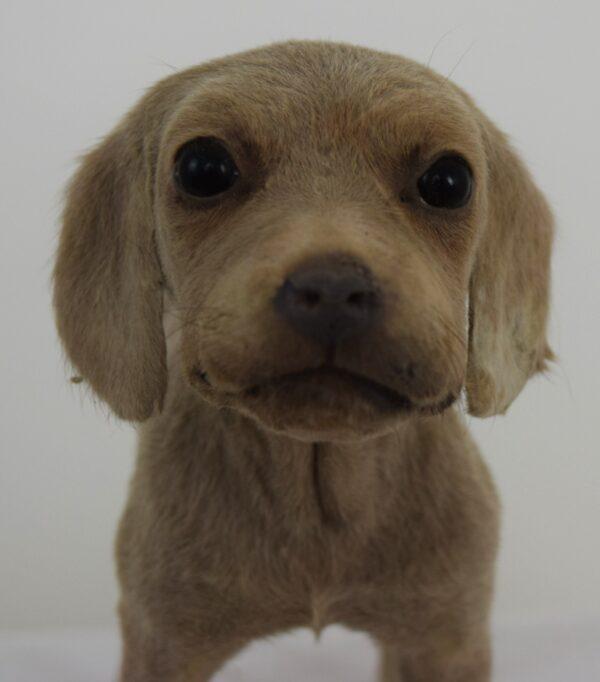 Taxidermy Puppy Weimaraner - Image 3