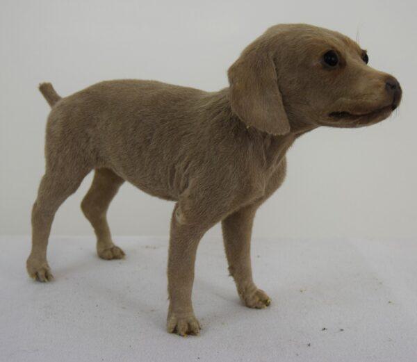 Taxidermy Puppy Weimaraner - Image 4