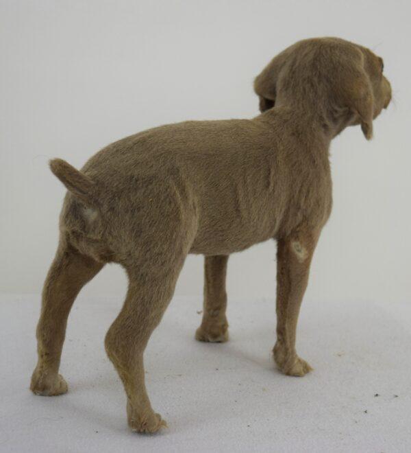 Taxidermy Puppy Weimaraner - Image 5