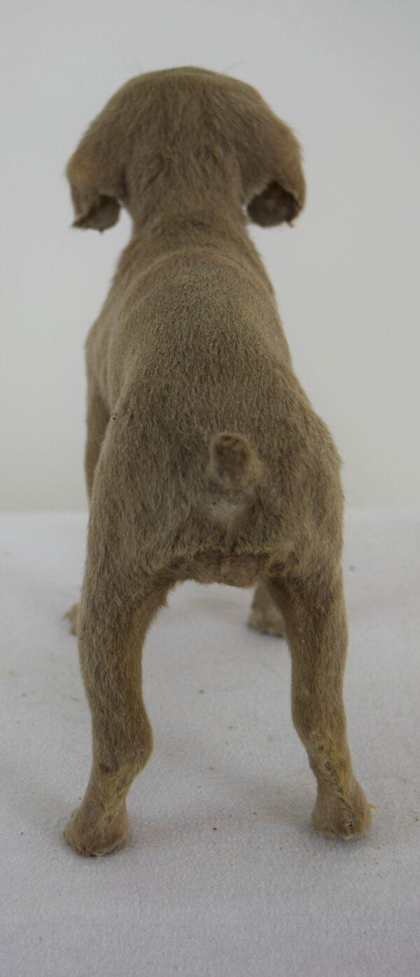 Taxidermy Puppy Weimaraner - Image 6