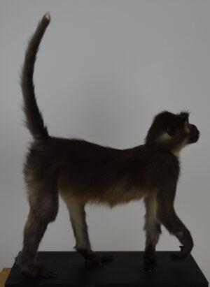 Taxidermy Argile Mangabey