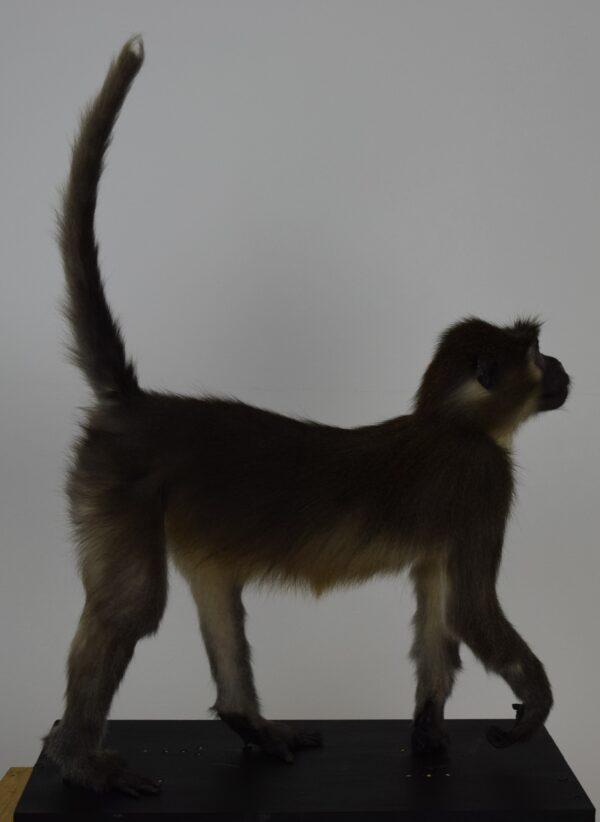 Taxidermy Argile Mangabey