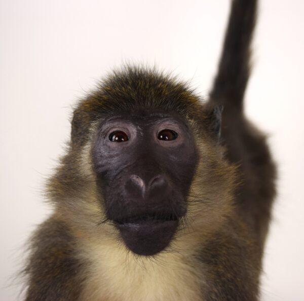 Taxidermy Argile Mangabey - Image 2