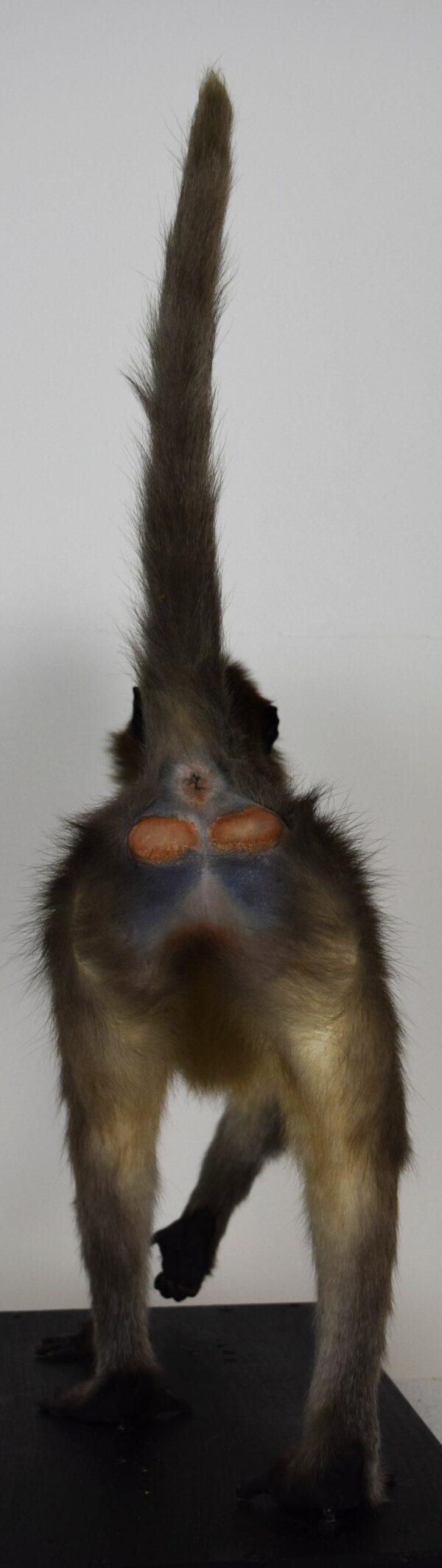 Taxidermy Argile Mangabey - Image 10