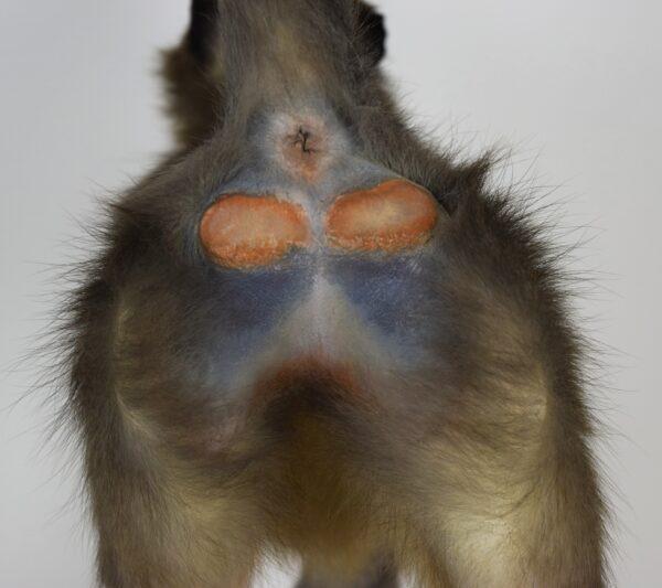 Taxidermy Argile Mangabey - Image 11