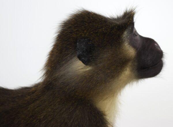 Taxidermy Argile Mangabey - Image 12