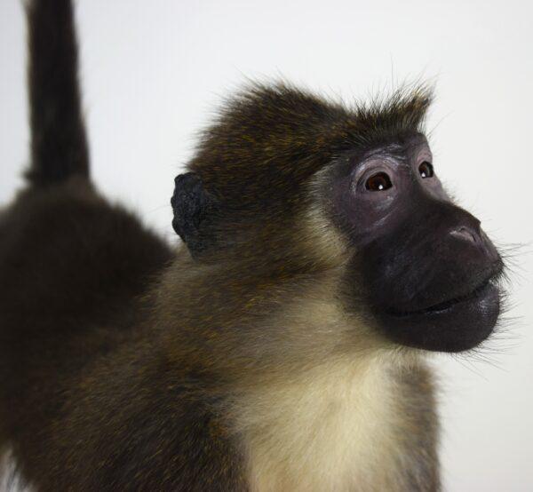 Taxidermy Argile Mangabey - Image 3