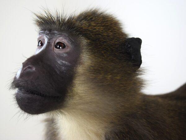 Taxidermy Argile Mangabey - Image 4