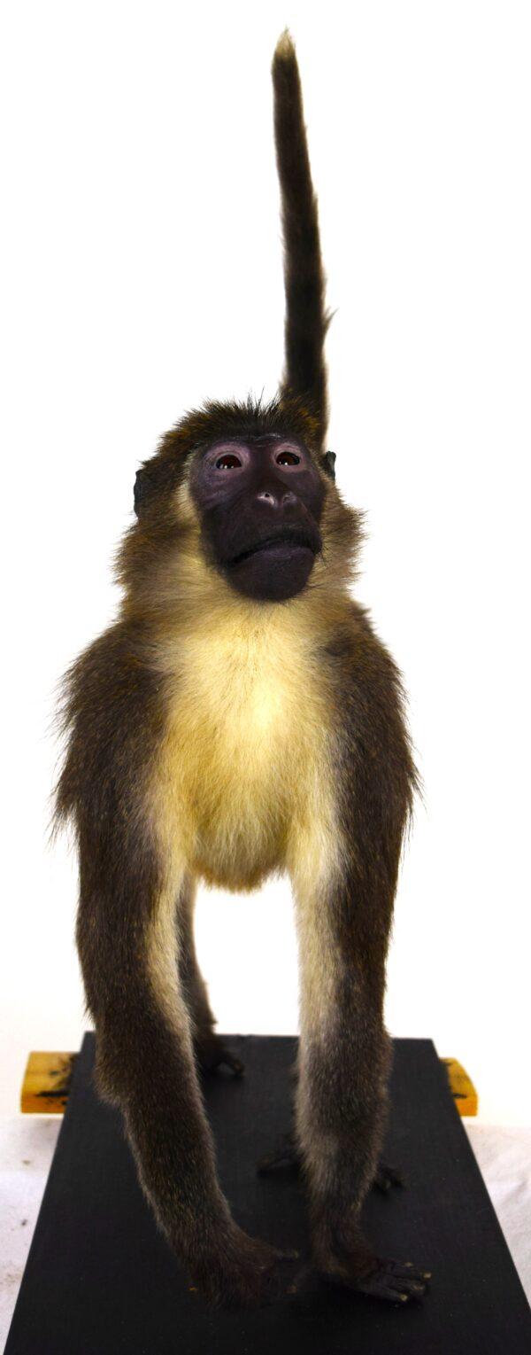 Taxidermy Argile Mangabey - Image 5