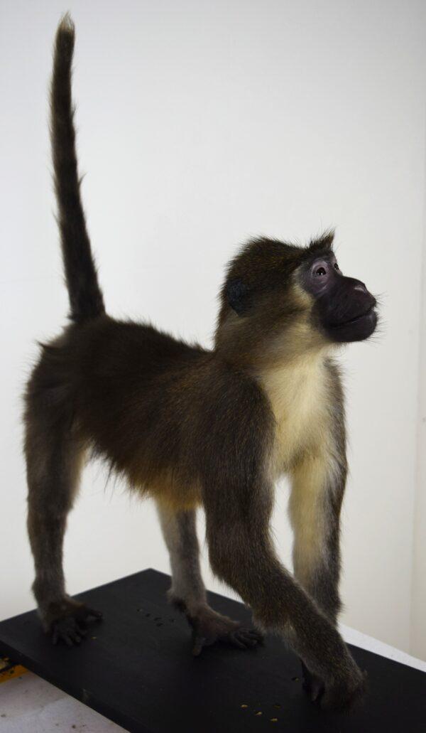 Taxidermy Argile Mangabey - Image 6