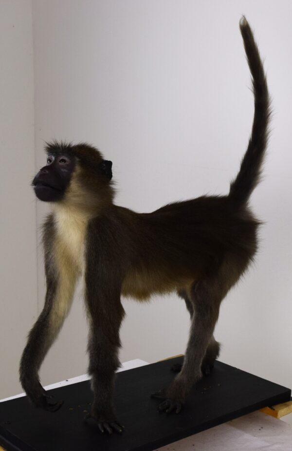 Taxidermy Argile Mangabey - Image 7