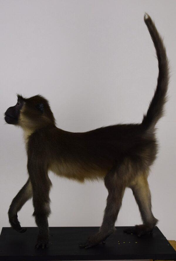 Taxidermy Argile Mangabey - Image 8