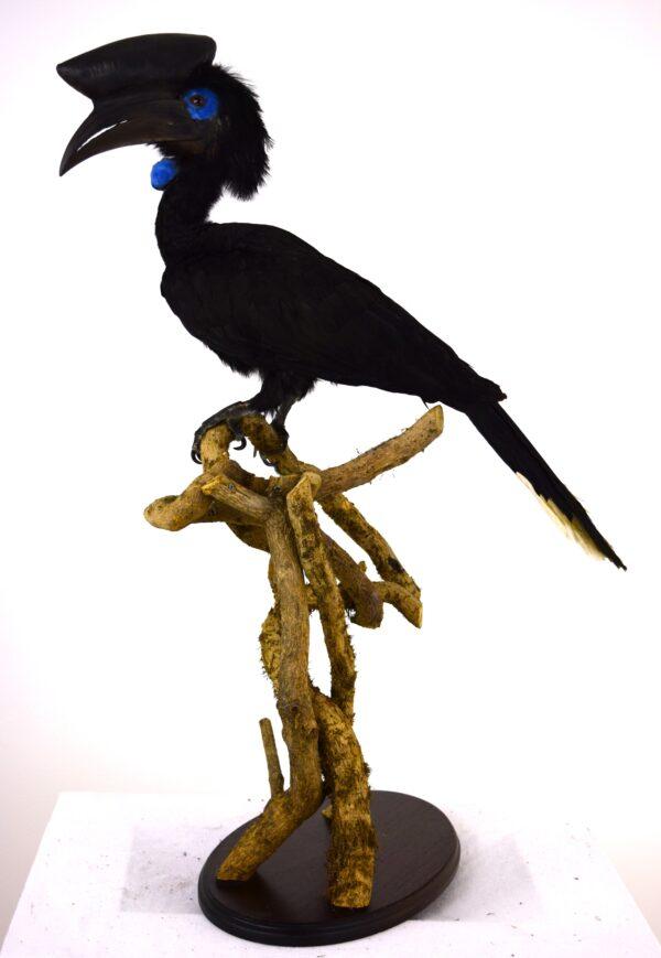 Taxidermy Black Casqued-wattled Hornbill