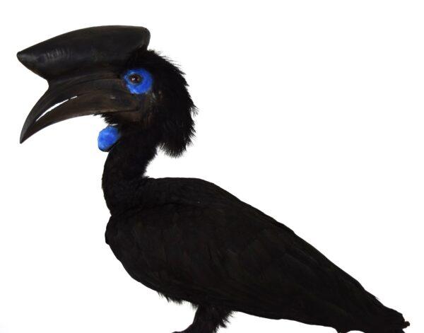 Taxidermy Black Casqued-wattled Hornbill - Image 2