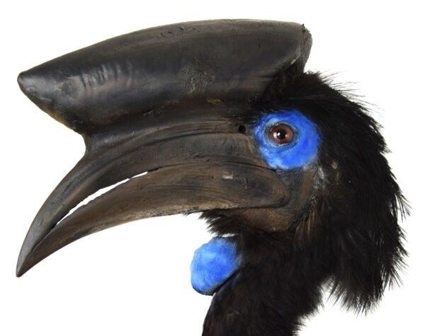 Taxidermy Black Casqued-wattled Hornbill - Image 3