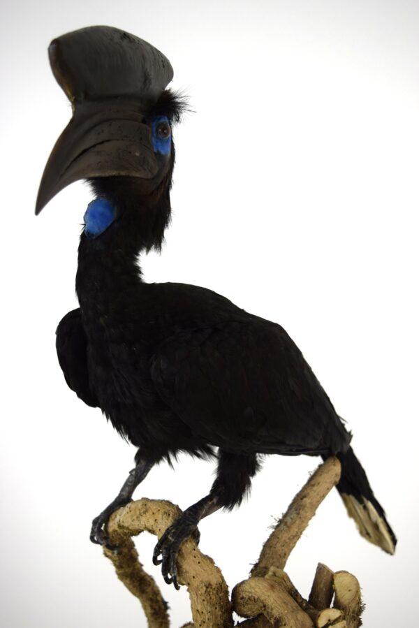 Taxidermy Black Casqued-wattled Hornbill - Image 5