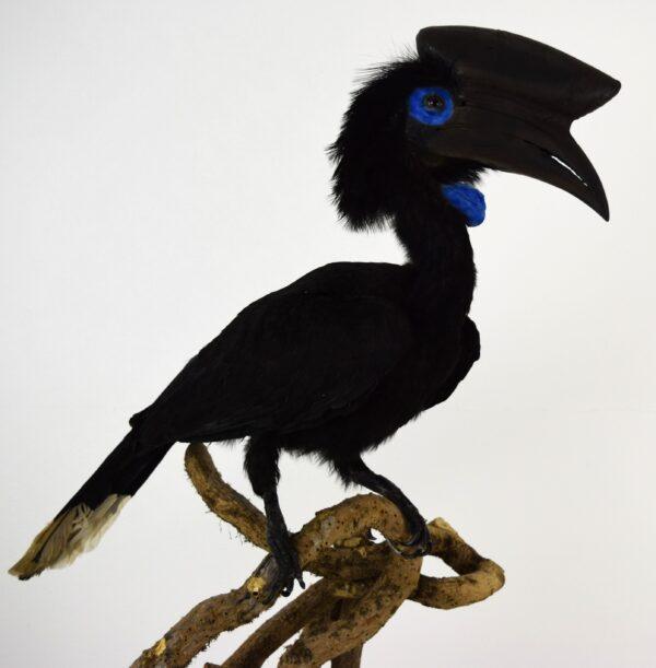 Taxidermy Black Casqued-wattled Hornbill - Image 6