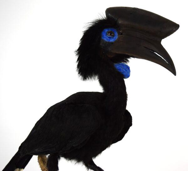 Taxidermy Black Casqued-wattled Hornbill - Image 7