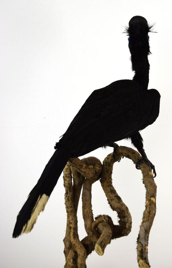 Taxidermy Black Casqued-wattled Hornbill - Image 9