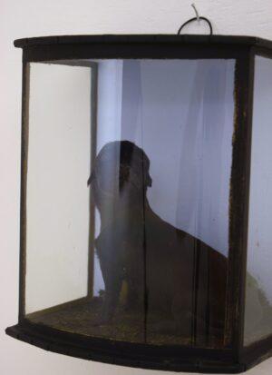 Taxidermy Labrador Puppy