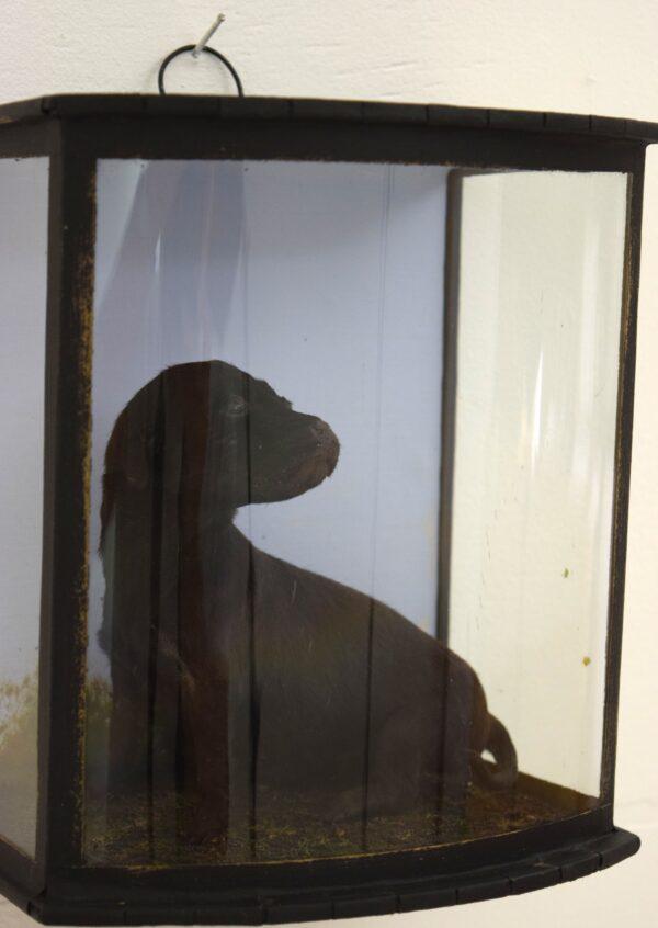 Taxidermy Labrador Puppy - Image 3