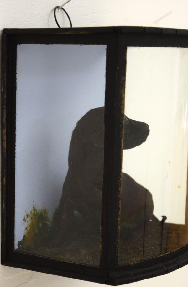 Taxidermy Labrador Puppy - Image 4