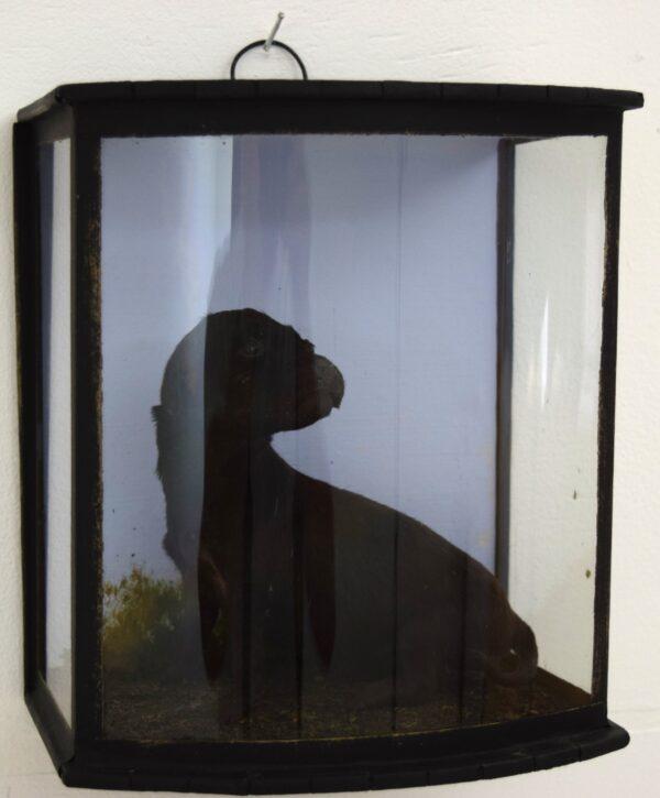 Taxidermy Labrador Puppy - Image 5