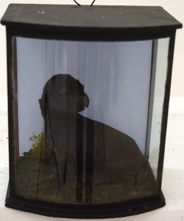 Taxidermy Labrador Puppy - Image 7