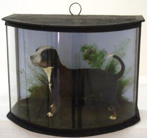 Taxidermy Bernese Mountain Dog Puppy