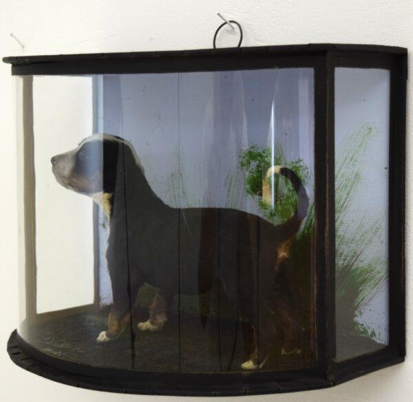 Taxidermy Bernese Mountain Dog Puppy - Image 3
