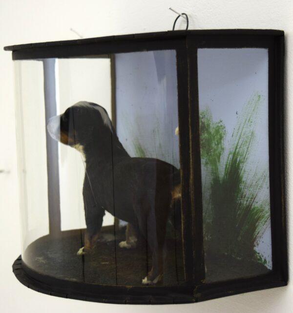 Taxidermy Bernese Mountain Dog Puppy - Image 4