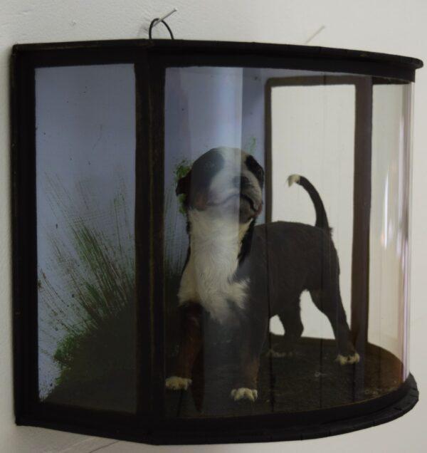 Taxidermy Bernese Mountain Dog Puppy - Image 5