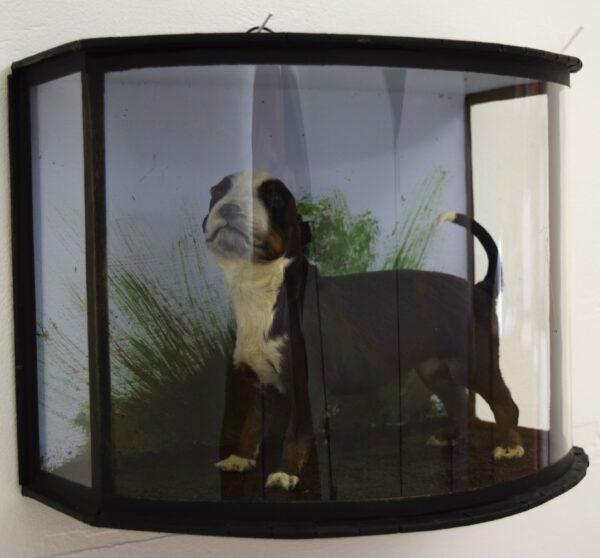 Taxidermy Bernese Mountain Dog Puppy - Image 6