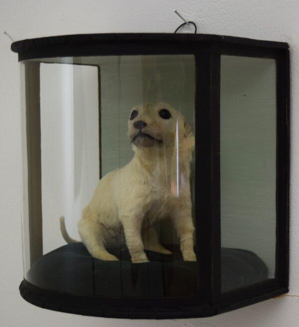 Taxidermy Golden Retriever Puppy