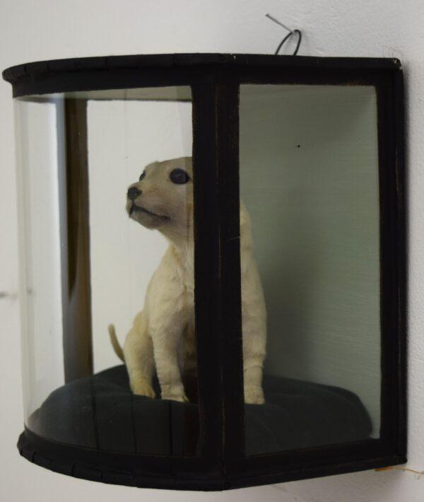 Taxidermy Golden Retriever Puppy - Image 2