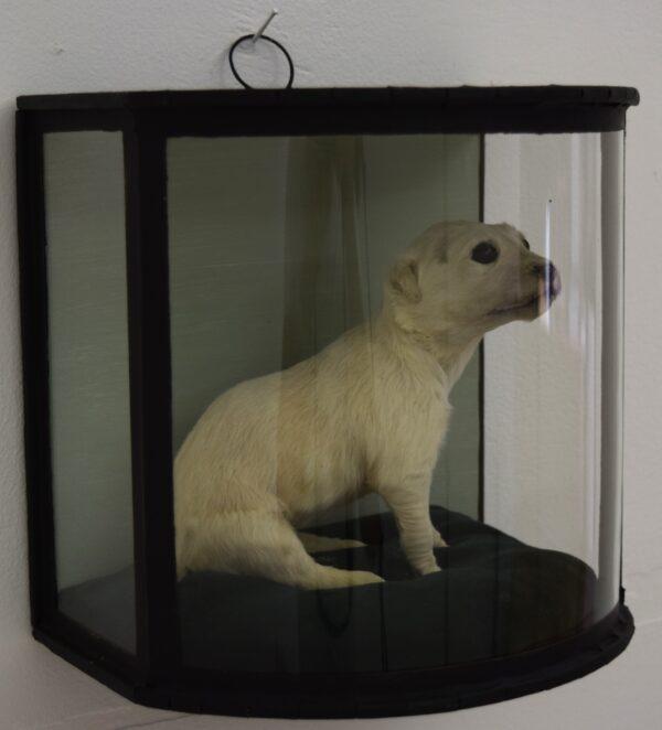 Taxidermy Golden Retriever Puppy - Image 3